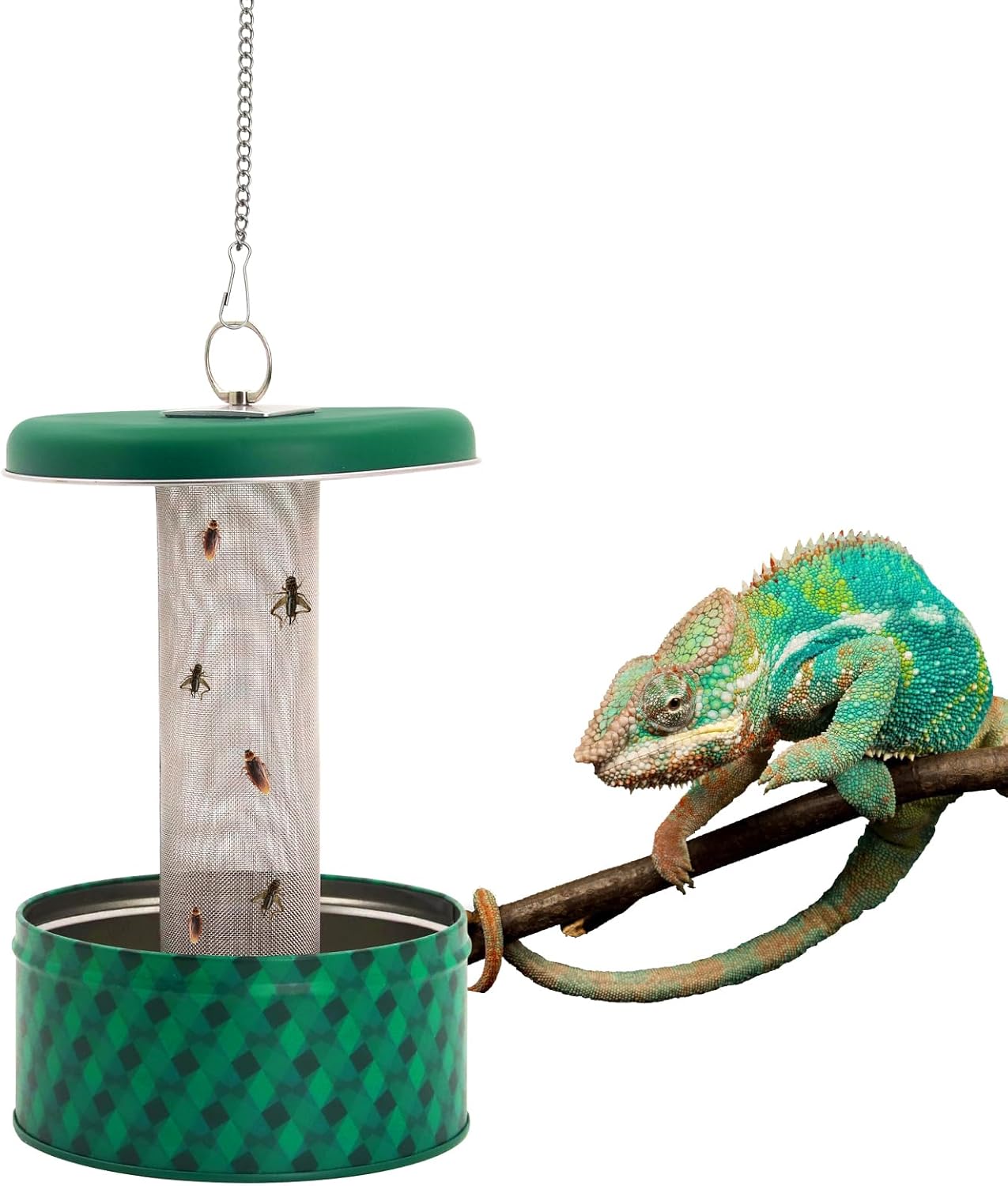 التنين الملتحي المغذية الحرباء - مراجعة Water Dish Reptile وسعره