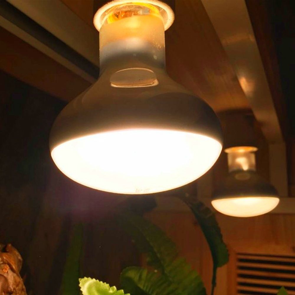 السلحفاة متحكم في درجة الحرارة - مراجعة Basking Bulb Halogen وسعره
